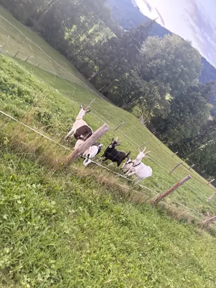 Ziegen