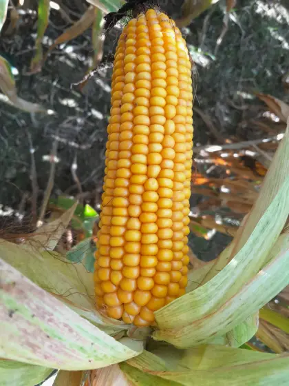Silomais