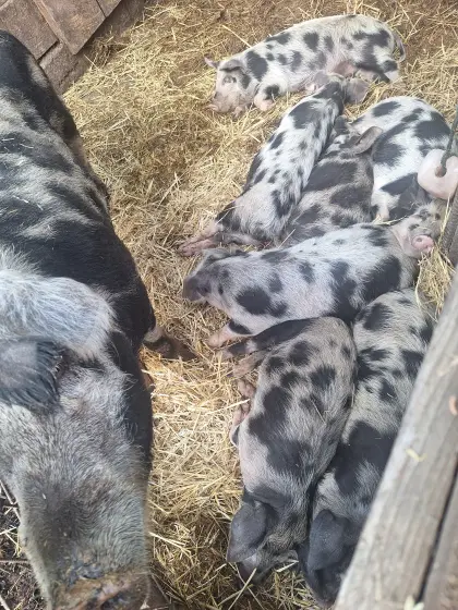 Bio-Ferkel, Turopolje-Ferkel