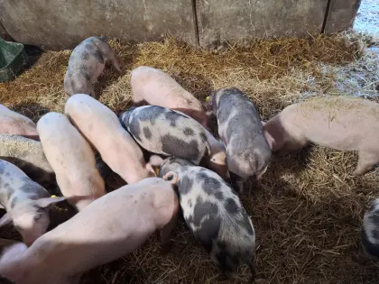 Bio-Ferkel zu verkaufen