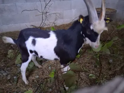 Junger Ziegenbock