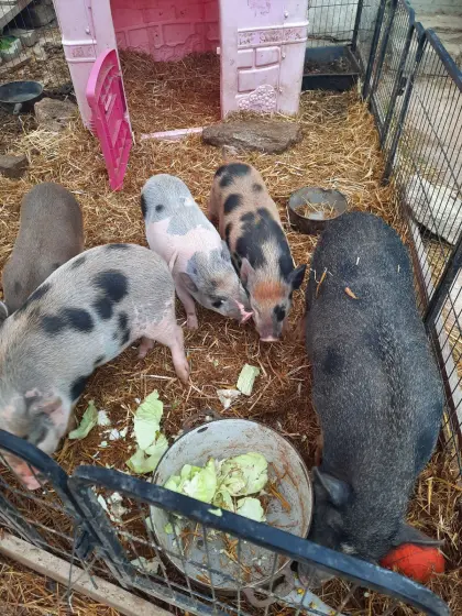 Mikroschweine