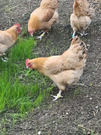 Niederreiner Gelbsperber Huhn