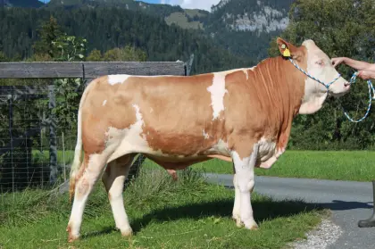 Fleckvieh-Zuchtstier zu verkaufen