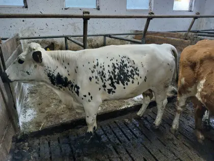 Pustertaler Sprinzen Kuh