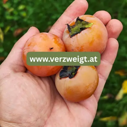 Kaki, Obstbaum, Kakibaum