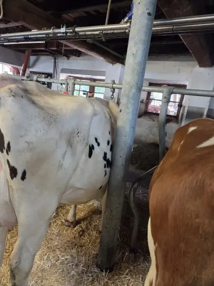 Holstein Jungkuh