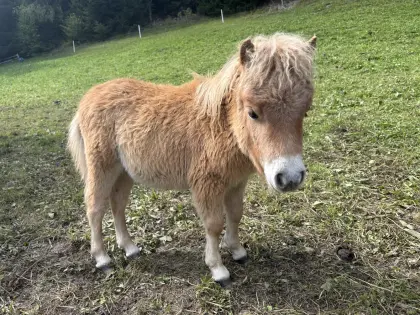 Zwei hübsche Ponyhengste suchen ein neues Zuhause!