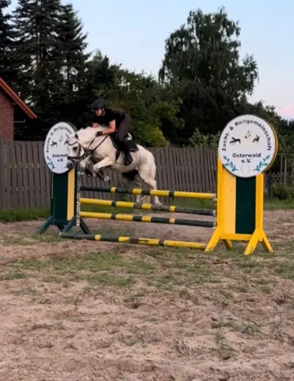 Deutsches Reitpony, Wallach