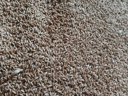 Triticale