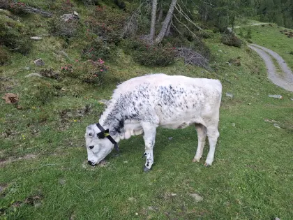 Pustertaler Sprinzen Kalbin