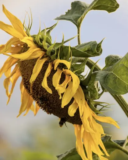 Sonnenblumen-Siloballen