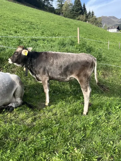 Tiroler Grauvieh