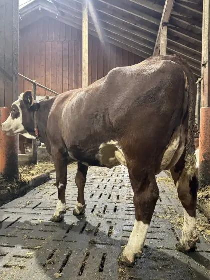 Fleckviehzuchtkuh aus dem Betrieb Moitzi in Obdach