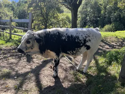 Pustertaler Sprinzen Stierkalb