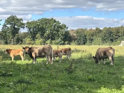 2 Aubrac-Jungkühe mit Kalb zu verkaufen.