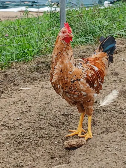Junghähne Schwedisches Blumenhuhn