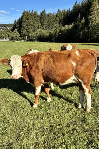 Trächtige Fleckviehkalbin