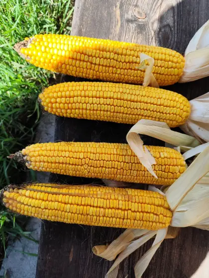 Biosilomaisballen zu verkaufen