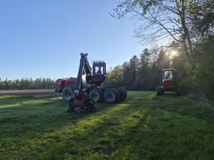 Holzschlägerung