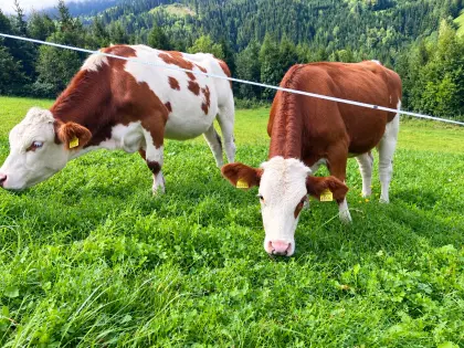 Kalbinnen zu verkaufen