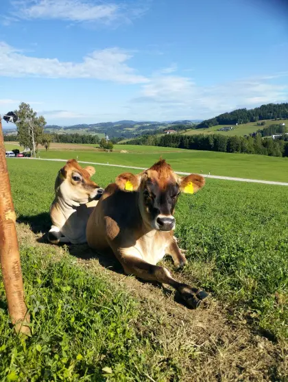 Verkaufe zwei trächtige Jersey-Kalbinnen