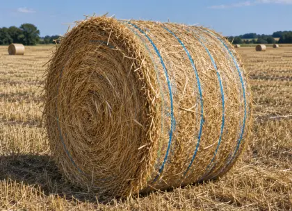 Strohballen, Rundballen, Weizenstroh, Futterstroh, Einstreu