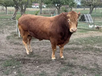 Bio-Limousin-Zuchtstier