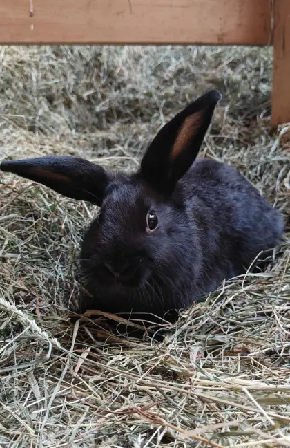 Zwergkaninchen