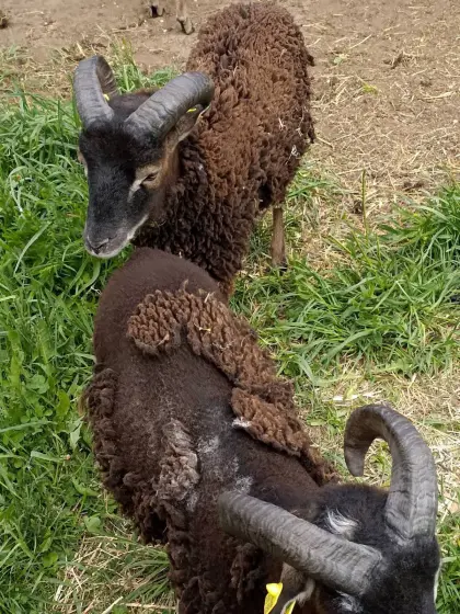 Soaybock