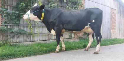 Holstein Erstlingskuh