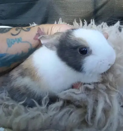 Zwergkaninchen Löwenkopf