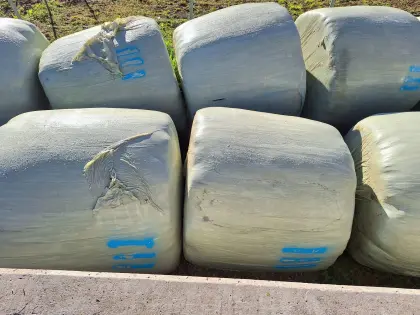 Siloballen, 3. Schnitt, 2025