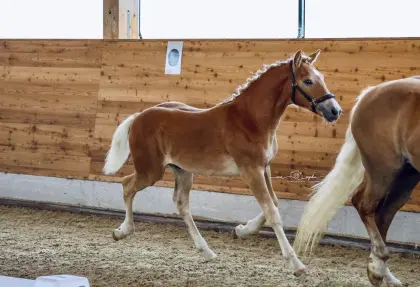Haflinger Hengstfohlen mit Qualität und Perspektive!