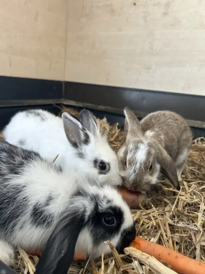 Zwergkaninchen zu verkaufen