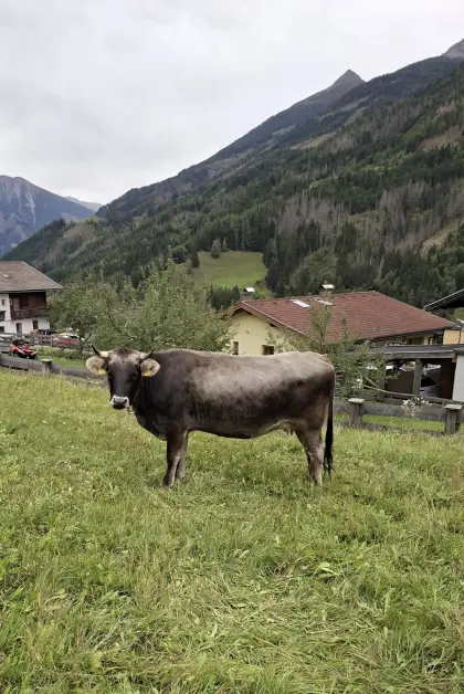 Grauviehkuh