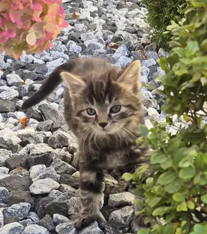 Katzenbaby, Langhaarkätzchen, Langhaar-/Mischlingskätzchen