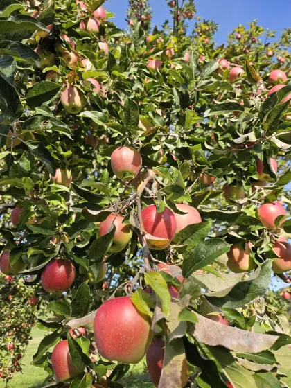 Apfelsaft Süßmost naturtrüb