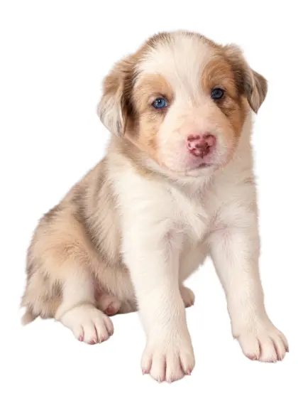 Border-Collie-Welpen