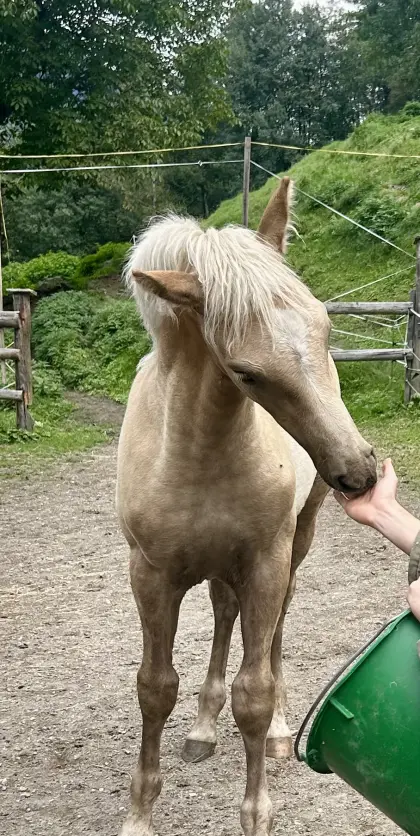 SAKARI, Haflinger-Hengstfohlen (Sommerhit)