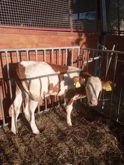 Bio-Stierkalb und Bio-Kuhkalb