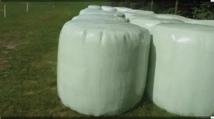 Gras-Siloballen zu verkaufen