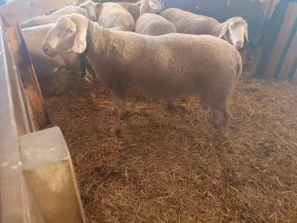 Merino-Widder Ib