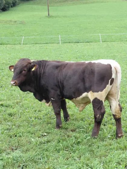 Pinzgauer Stier