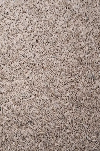 Futterhafer
