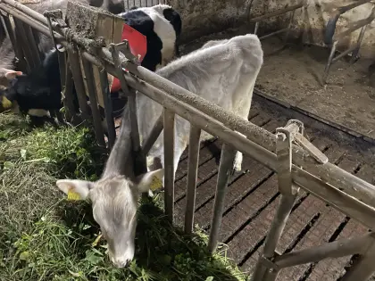 Bio BV Kalb