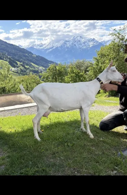 Saanenziege