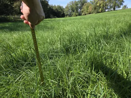 Biete Feldfutter, Wiese, Silage