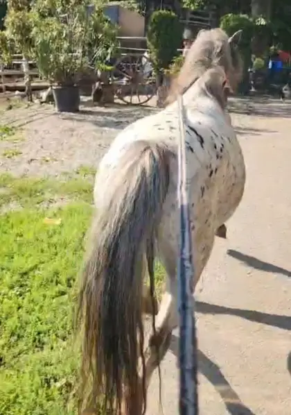 Super liebe Pony-Stute