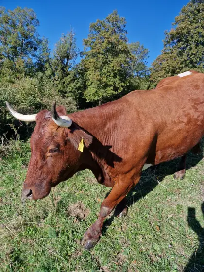 Tuxer Kuh, Kalb, BIO